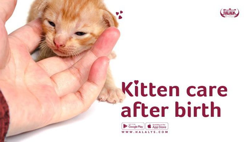 Kitten Care After Birth: Essential Tips and Guidelines